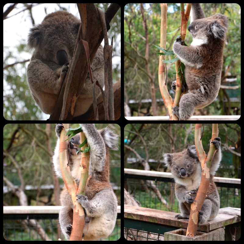 Cute little koalas
