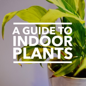A guide to indoor plants