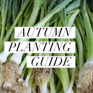 Autumn Planting Guide