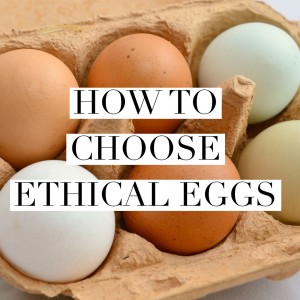 How to choose ethical eggs