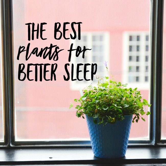 Best plants for better sleep | I Spy Plum Pie