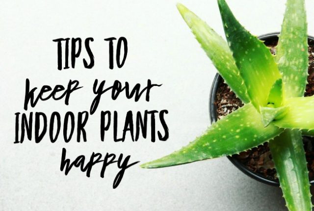 Tips To Keep Your Indoor Plants Happy | I Spy Plum Pie