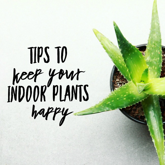 Indoor plant tips