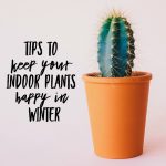 Tips for Keeping Your Indoor Plants Happy in Winter