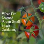 What I’ve Learned About Small Space Gardening