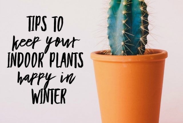 Tips to Keep Your Indoor Plants Happy in Winter | I Spy Plum Pie